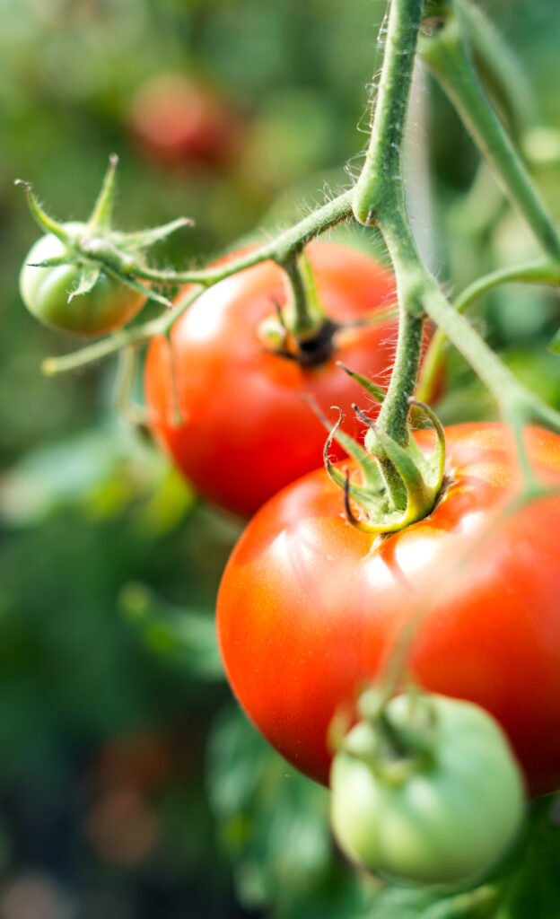 Tomaten Saisonkalender Juli
